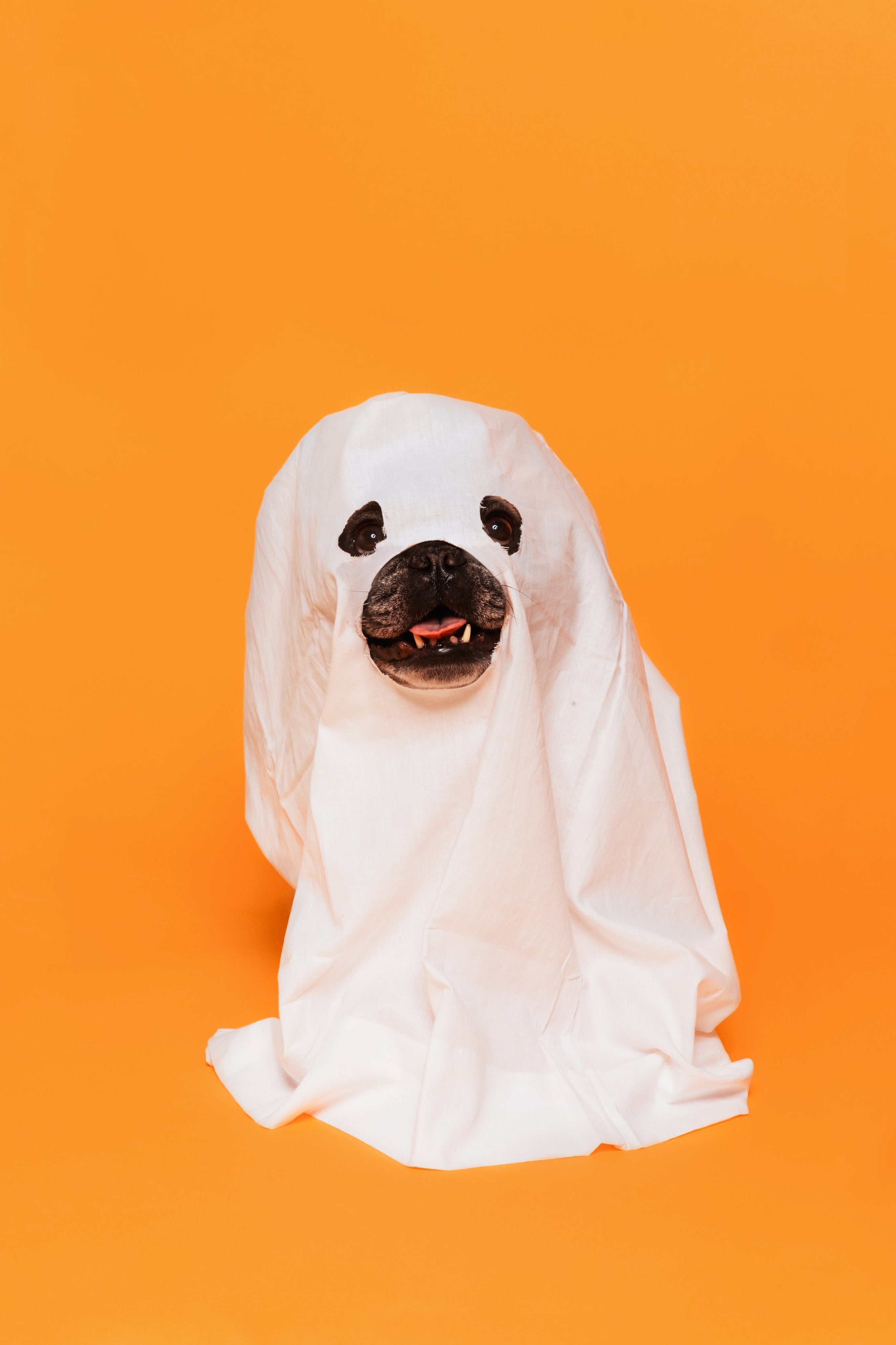 files/cute-halloween-dog-ghost-costume.jpg