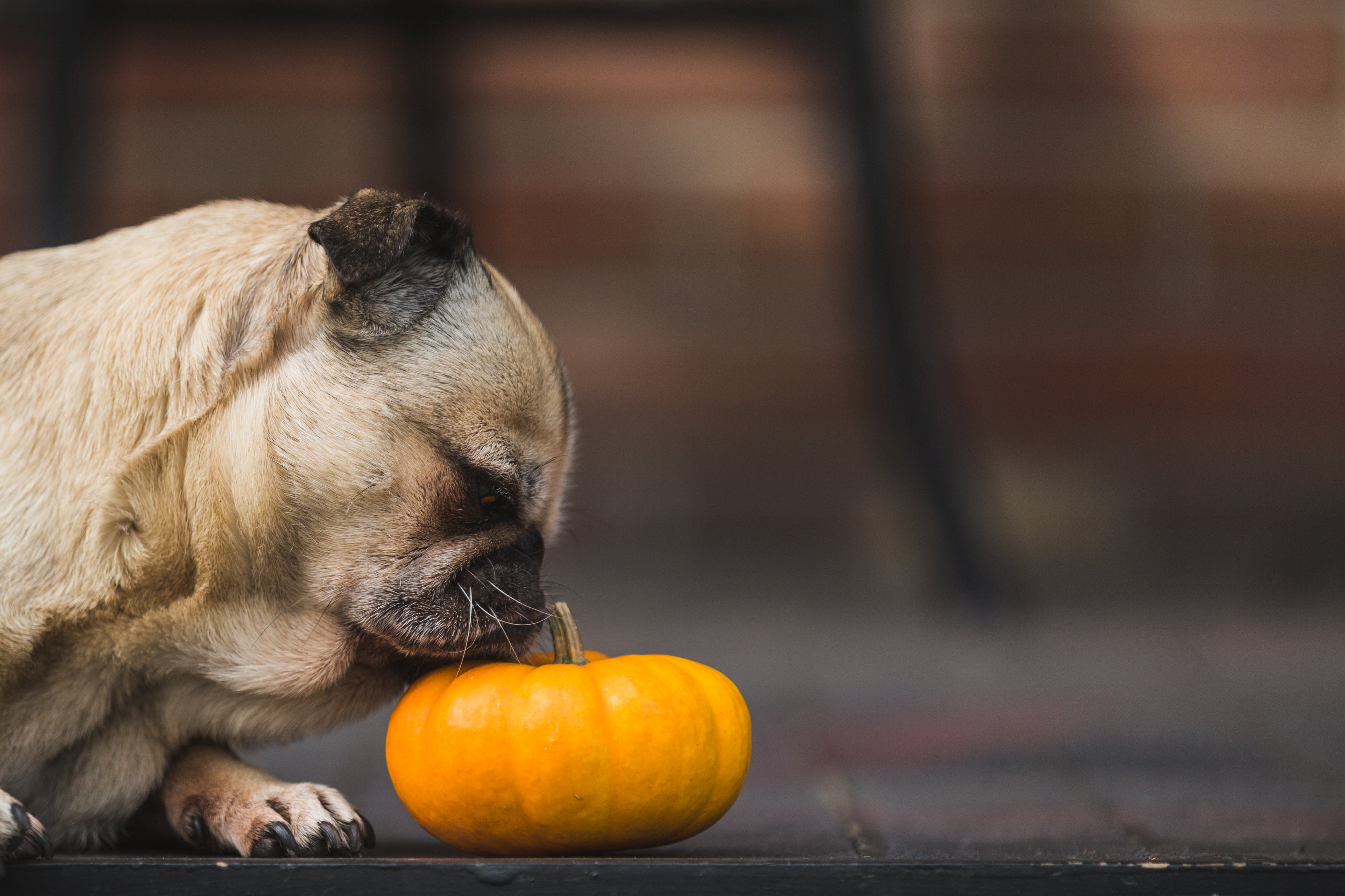 files/cute-pug-smelling-pumpkin.jpg